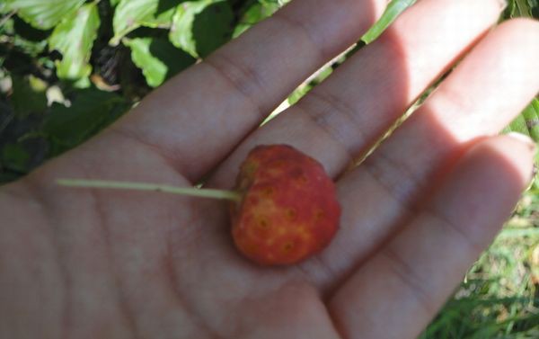 高尾山で 秋の実を食べてみる ちょっとずつ登って行こう