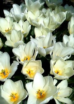 旅立ちの日に を英訳してみよう 山岸勝榮の日英語サロン