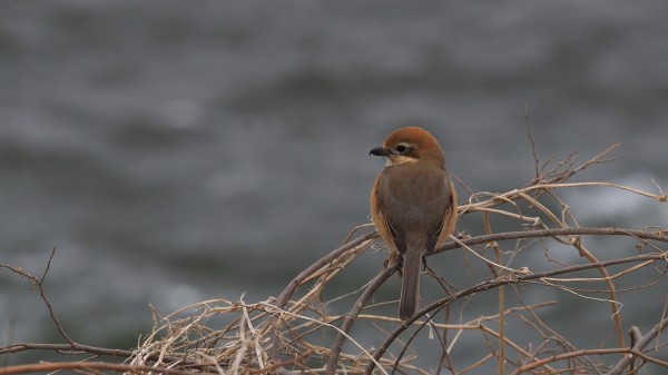 ハヤブサ チョウゲンボウ イカルチドリ シニアの鳥撮り 素人日記