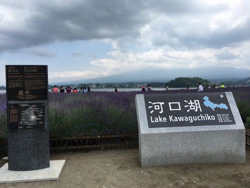 河口湖 散策 ラベンダー鑑賞 大石公園 定年親父の気まぐれブログ