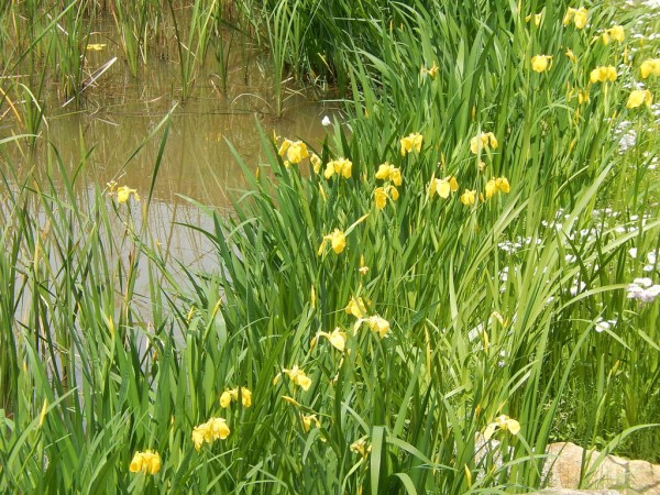 やつば池の水辺に咲くアヤメとキショウブ 19 5 5 やつば池散歩道 豊田市 のブログ