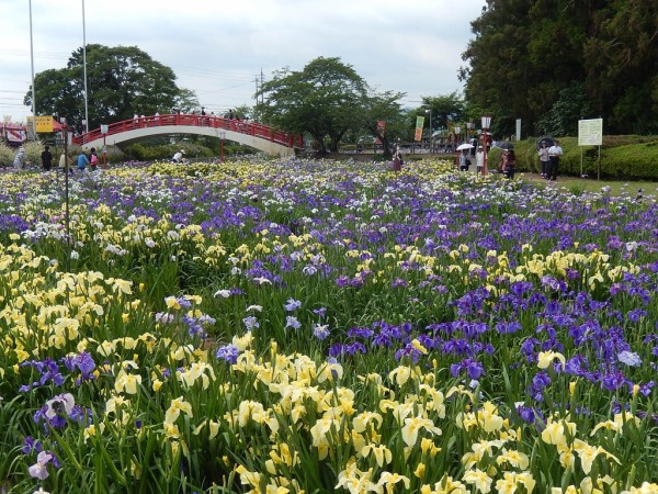 豊橋市賀茂しょうぶ園の花しょうぶまつり 19 6 4 やつば池散歩道 豊田市 のブログ