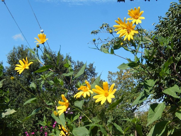 やつば池散歩道に咲くキクイモの花 やつば池散歩道 豊田市 のブログ