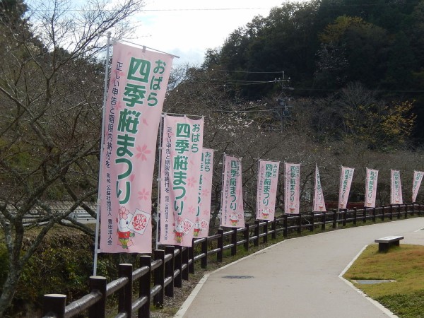 小原四季桜まつり前の四季桜開花状況 16 10 31 やつば池散歩道 豊田市 のブログ