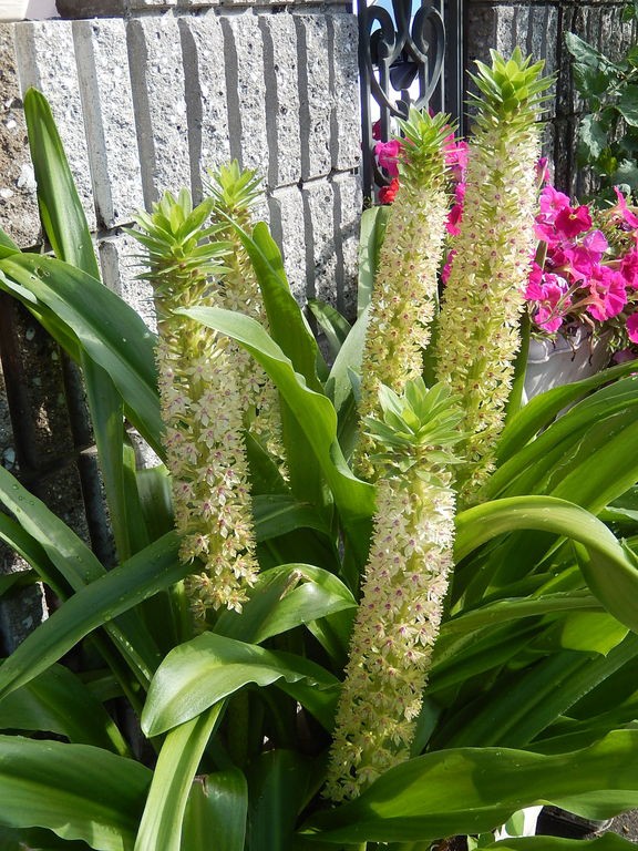 我が家に咲くパイナップルリリーの花 やつば池散歩道 豊田市 のブログ
