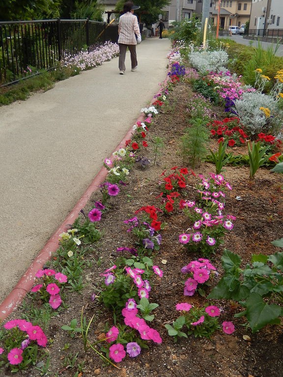 やつば池散歩道に咲くペチュニア やつば池散歩道 豊田市 のブログ