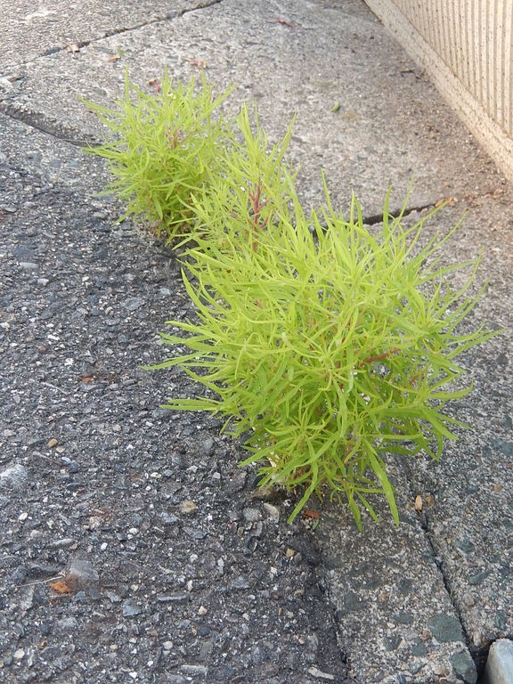 道路のスキマに生えているコキア やつば池散歩道 豊田市 のブログ