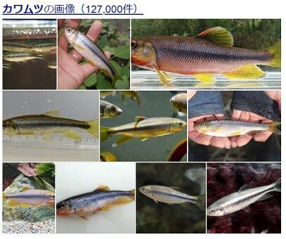 ヌマムツをカワムツだと思っていました 愛知三河の鮎 アマゴ レインボー うなぎ スッポン他