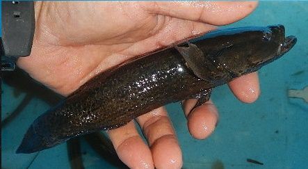 これもカワアナゴでしょうか 愛知三河の鮎 アマゴ レインボー うなぎ スッポン他