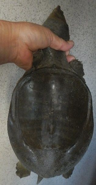 天然すっぽん　捕獲仕掛け　捕獲例：すっぽん、石亀、うなぎ、なまず、エビ、カニ他 天然すっぽん捕獲仕掛け捕獲例：すっぽん、石亀、うなぎ、なまず