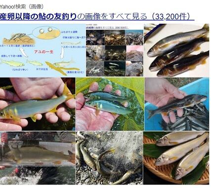 鮎の友釣り 産卵期以降の釣り 愛知三河の鮎 アマゴ レインボー うなぎ スッポン他