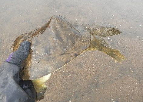 内緒でスッポン増やしています 自然の川です 愛知三河の鮎 アマゴ レインボー うなぎ スッポン他