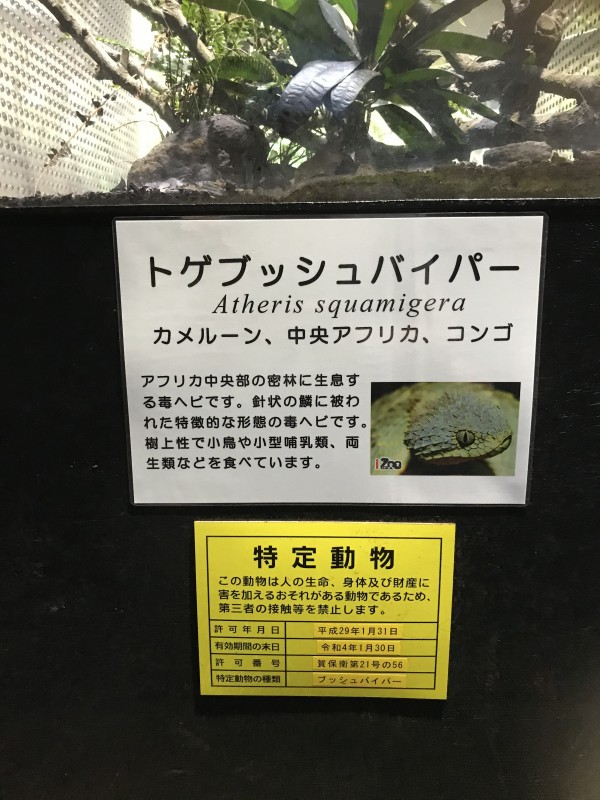 東海道弾丸旅行前編 体感型動物園izooで爬虫類を愛でよう 山の部活ob
