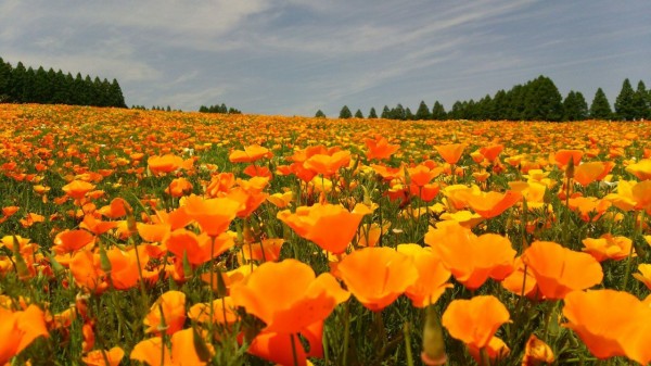 生駒高原のカリフォルニアポピー 宮崎県 感動する日本の花畑