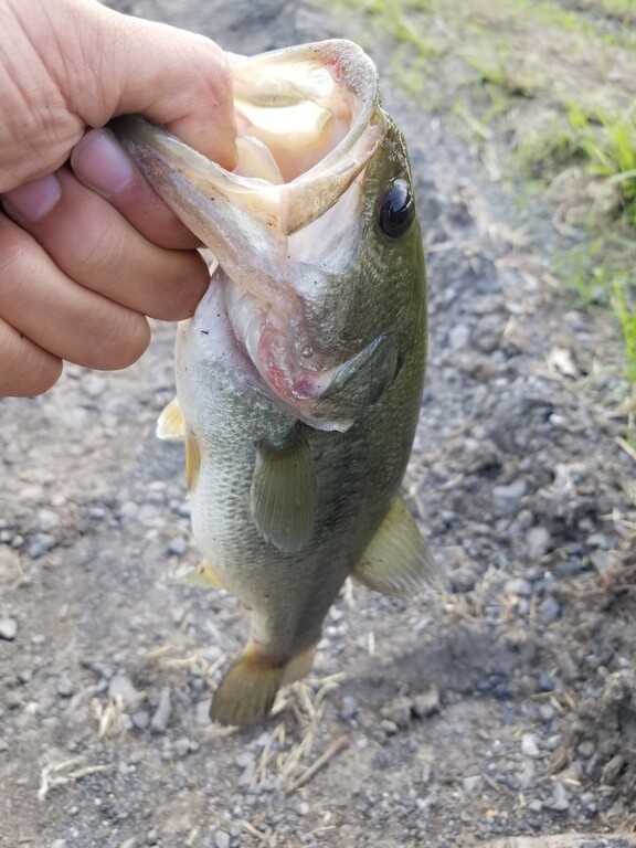 トラウトフィッシングから学ぶバス釣り 第2弾 9 23 俺のブラックバス日記