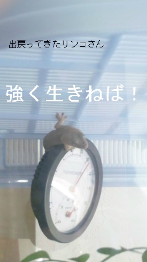 ニホンヤモリ飼育はオススメしません。 : やもりんいもりん