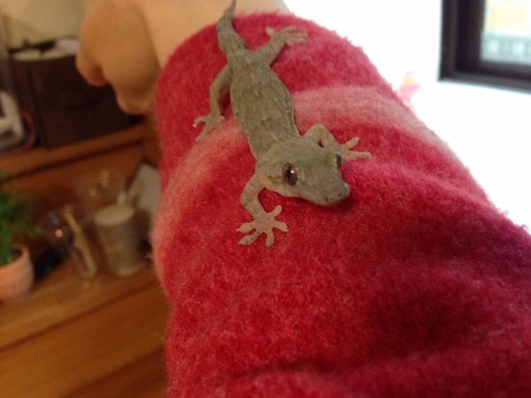 かわいいヤモリに囲まれたい やもりんいもりん