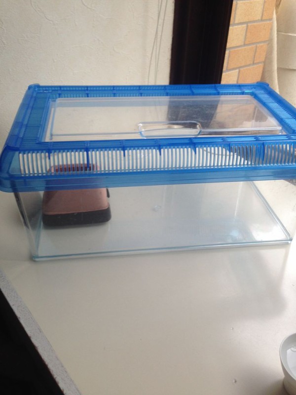 マタギの部屋にパネルヒーターを取り付ける+マタギの脱走からの効果の 