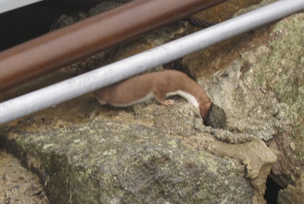 御浜小屋にオコジョ出現 あうとどあ らいふ