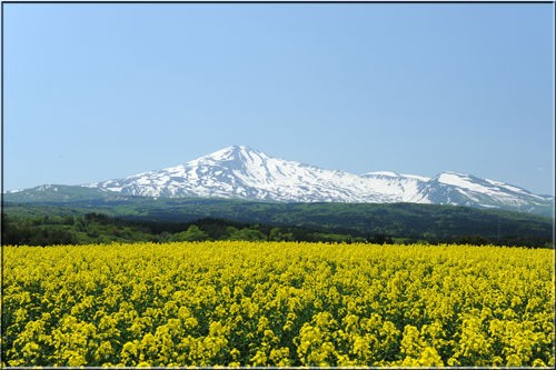 鳥海山と菜の花 あうとどあ らいふ