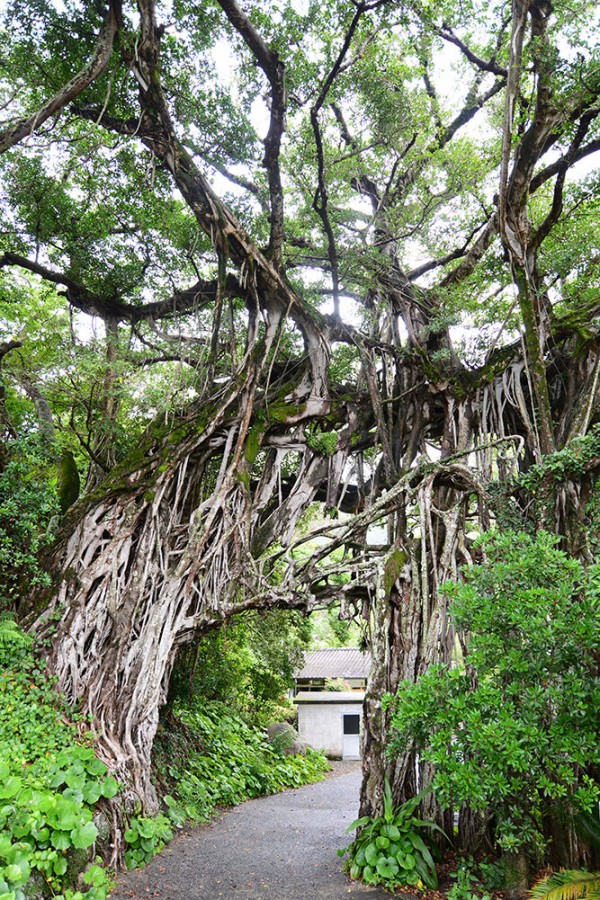 屋久島各地のガジュマル あうとどあ らいふ