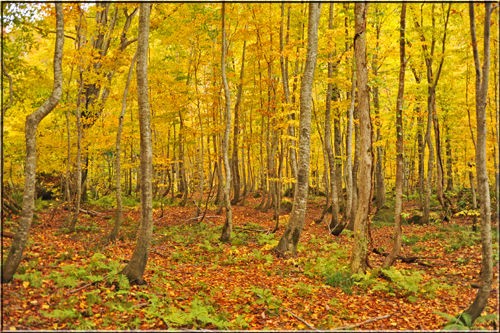 12年 白神山地の紅葉 あうとどあ らいふ