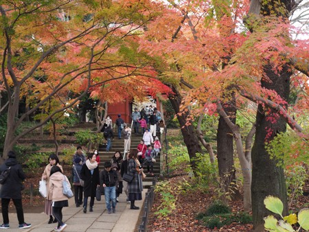 本土寺と東漸寺の紅葉を歩く よくある株の日記２