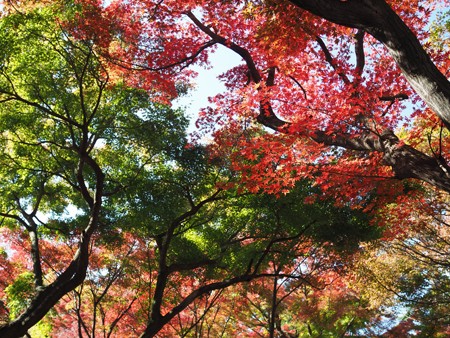 紅葉が見頃になった新宿御苑を歩く よくある株の日記２