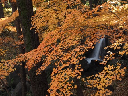 北の丸公園の最後の紅葉 よくある株の日記２