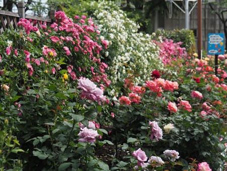 都電荒川線と沿線の薔薇 よくある株の日記２