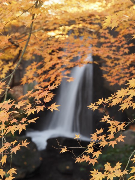 北の丸公園の最後の紅葉 よくある株の日記２