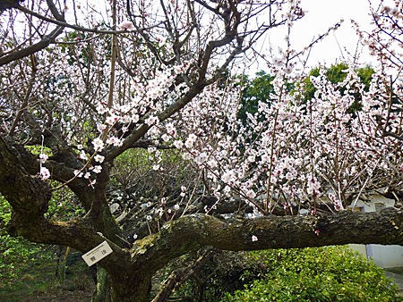 小石川植物園でも梅を見た話 よくある株の日記２