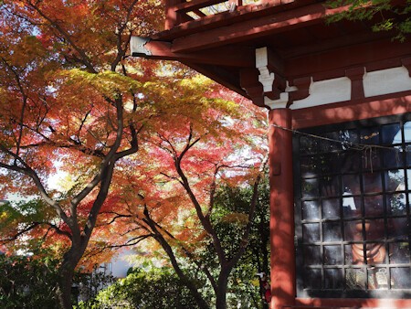 本土寺と東漸寺の紅葉 よくある株の日記２