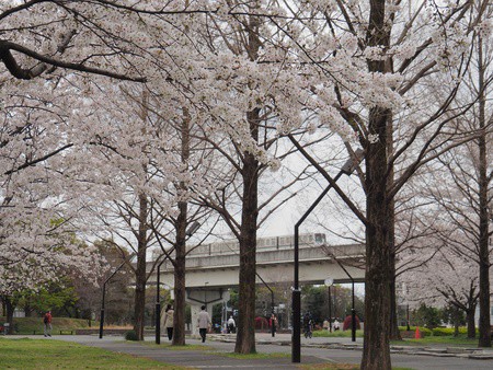 舎人公園で満開の桜を見た話 よくある株の日記２