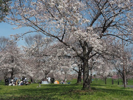 舎人公園の桜 よくある株の日記２