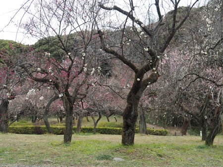 小石川植物園の梅は微妙だった話 よくある株の日記２