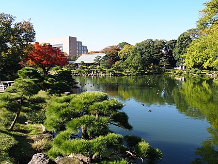 紅葉の季節になりました 清澄庭園 よくある株の日記２