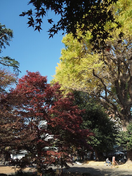 新宿御苑の紅葉は よくある株の日記２