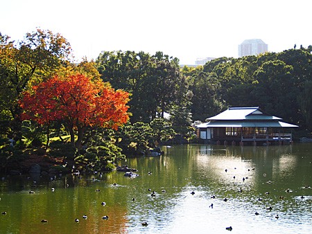 紅葉の季節になりました 清澄庭園 よくある株の日記２