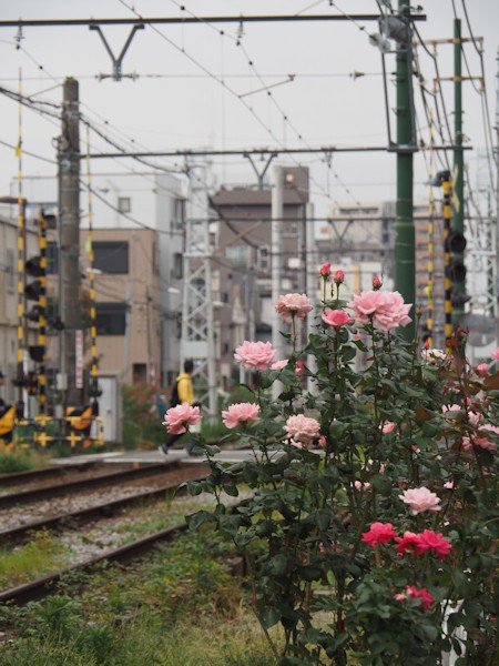 秋の都電沿線で薔薇を観た話 よくある株の日記２