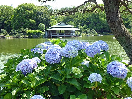 梅雨の晴れ間の清澄庭園 よくある株の日記２