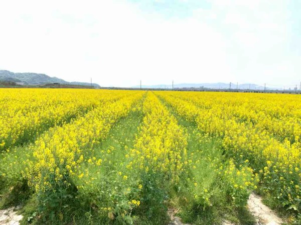 笠岡ベイファーム ヤンキーエンジェル尾道店 ニュースブログ