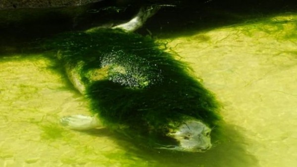 飼育放棄されたアザラシ 藻に覆われた姿が酷すぎるとして炎上 海外のあほげ