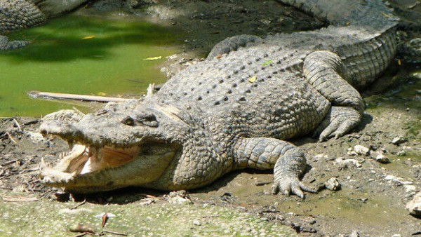 湖で泳ぐ男性がワニに水中に引きずり込まれる衝撃映像がヤバイ 海外のあほげ