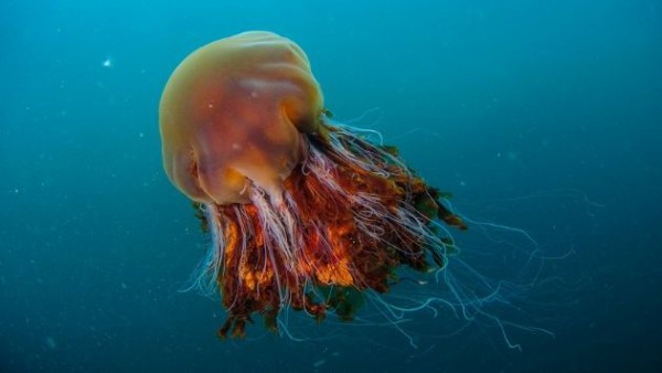 海の怪物 と呼ばれる超巨大クラゲがイギリスの海岸に打ち上がるｗｗｗｗ 海外のあほげ