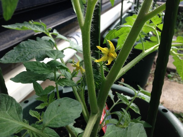 家庭菜園初心者がバジルとトマトの栽培に挑戦してみる その7 須場ブログ 家庭菜園初心者がバジルとトマトの栽培に挑戦してみる その7 須場ブログ