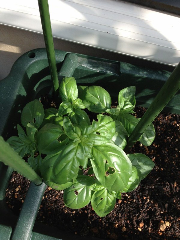 家庭菜園初心者がバジルとトマトの栽培に挑戦してみる その7 須場ブログ