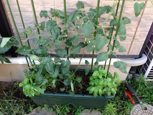 家庭菜園初心者がバジルとトマトの栽培に挑戦してみる その14 須場ブログ