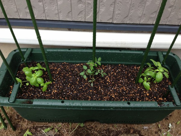 家庭菜園初心者がバジルとトマトの栽培に挑戦してみる その2 須場ブログ