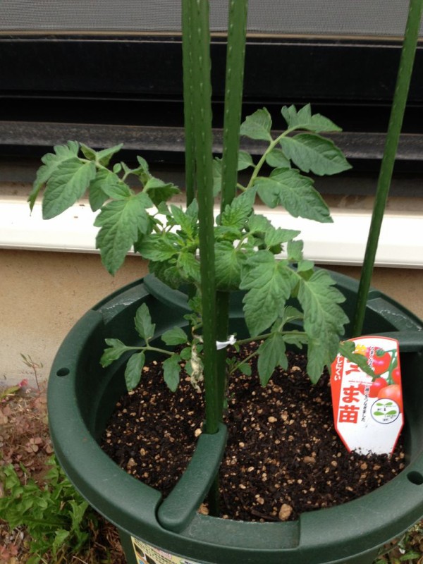 家庭菜園初心者がバジルとトマトの栽培に挑戦してみる その5 須場ブログ